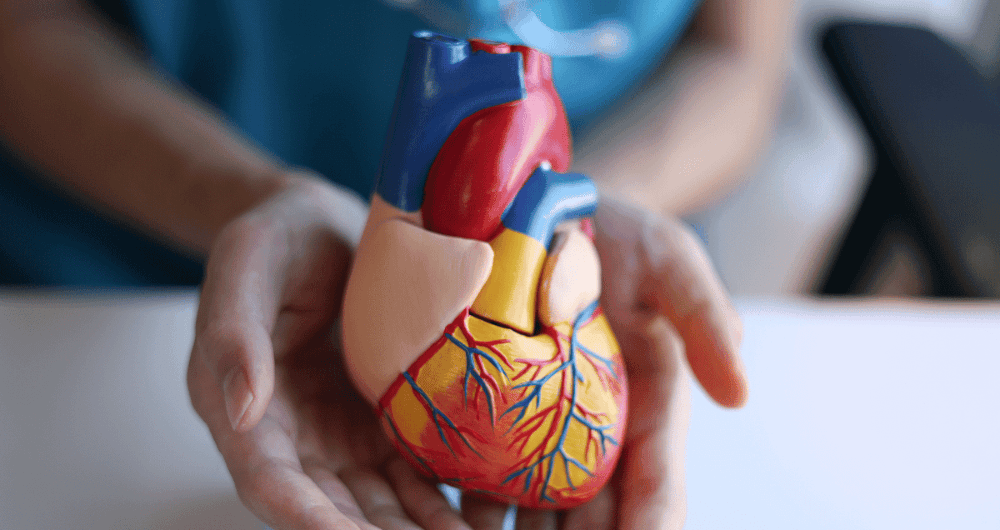 Le prolapsus valvulaire mitral, une pathologie cardiaque fréquente
