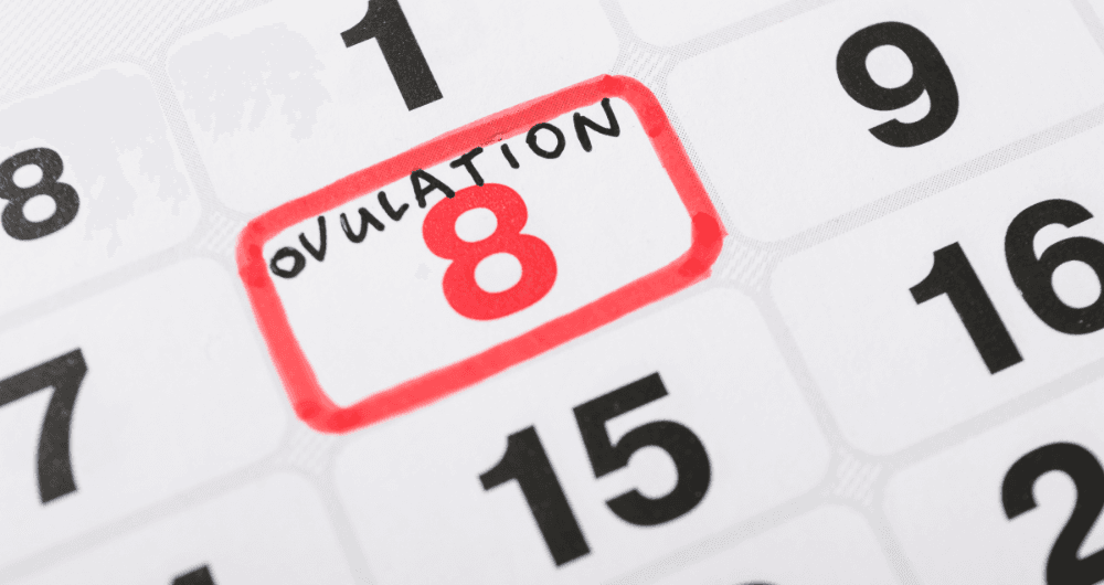 SOPK et ovulation : comprendre le lien et les solutions